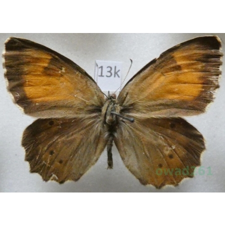 Kirinia climene roxandra (Herrich-Schäffer, 1850) male Armenia13k